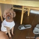 가평댕댕이애견펜션&글램핑골드 이미지