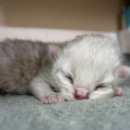 몽이냥이 이미지