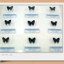 양지카운티 이미지