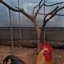 통일농장 이미지