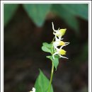 솜방망이 이미지