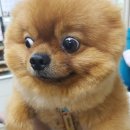 에코동물병원 이미지