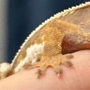 오스카오피스텔 | 💉+🍻+🏎