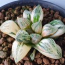 샤방 샤방 이미지