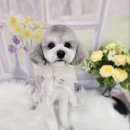 복이네도그살롱 이미지