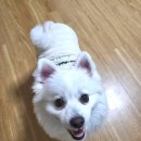 강남언니애견미용호텔 이미지