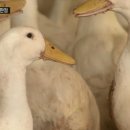 오리랑 이미지