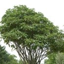 갈래진 아름다운 잎의 난대수목-황칠나무 재배법 이미지
