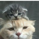 생선파는 고양이 이미지