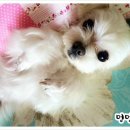 복기애견 이미지