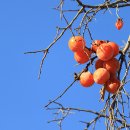 도마령영농조합법인 이미지