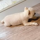 아따멍멍 미용앤호텔 이미지