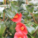 광양 옥룡사지 이미지