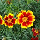 메리골드 이미지