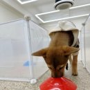 바미애견유치원 이미지