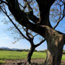 와흘메밀마을 이미지