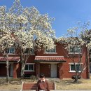 하얀꽃어린이공원 | 용산공원 데이트 미군기지 부분 개방부지 예약 목련 핫플