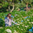 제주허브동산 이미지