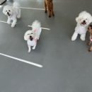 멍지중지 이미지