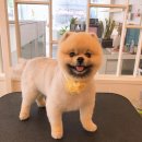 까비네펫살롱 이미지