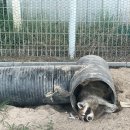 영광5호 | [신안] 임자글램핑 테마파크 오션뷰 석양뷰 글램핑장 - 카라반 5호 후기