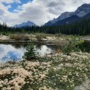 강변의 숲속 이미지