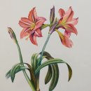 보태니컬 이미지