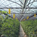 상월 농장 이미지