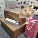 더야무지개 | 보다나팝업 성수팝업스토어 사전예약 헤어스타일링 고데기 체험 찐후기
