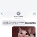 바른 고양이