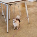 이발하개 | 충북 옥산 ㅣ 안전하게 미용할 강아지 미용샵을 찾는다면 '이발하개'