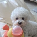 (주)노즈워크 | 분리불안훈련에 좋은 강아지 오리팡팡노즈워크 루미의 후기!