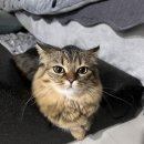 도그플러스동물병원 | 의정부 고양이중성화수술 잘하는병원 추천 [도그플러스동물병원 의정부삼성홈플러스점]