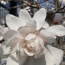 Magnolia 이미지