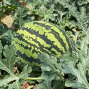 꿀베리하우스 이미지