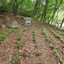 성주사 회귀형 숲길 이미지