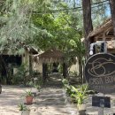 원리식당 | 길리여행 🇮🇩 거북이 스노클링 식당 까사보니따 : 무료 장비 대여 후기