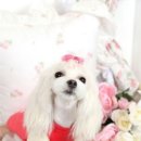단비샵