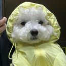 또비야