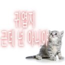 간식먹개 이미지