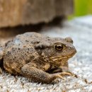 금두꺼비 이미지