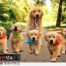 사랑애견 이미지