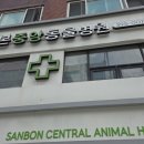 하나동물병원 | [산본 고양이 동물병원] 군포 산본중앙동물병원 후기｜터키쉬 앙고라 미소 방문기