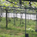 한아농장 이미지