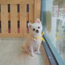 모모애견샵 이미지