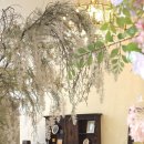 달하우스 이미지