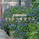 동산관광주 | 하동 수국 정동원 카페 옆 여강동산 실시간 개화상황