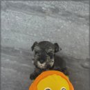 광주 강아지분양 고양이분양 어반펫 광주본점 이미지