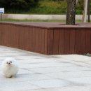 쉬크독 이미지