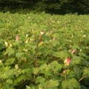 목화(아) 이미지